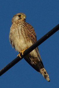 チョウゲンボウ メス