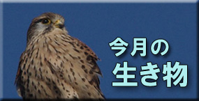 今月の生き物